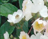 multiflora rose