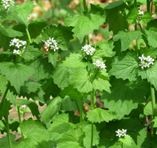 garlic mustard