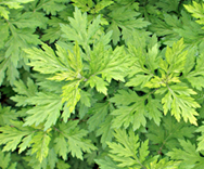 mugwort