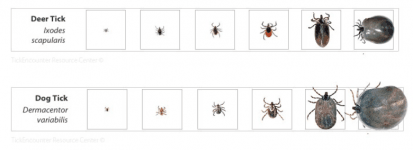 Comparative Tick Sizes